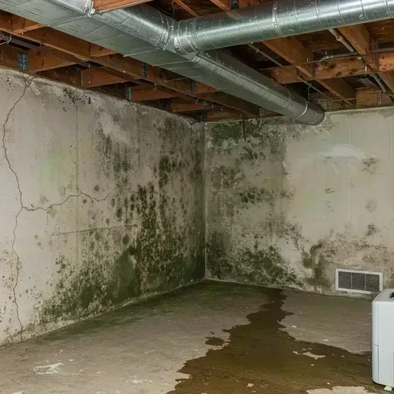 Professional Mold Removal in Wolfe County, KY